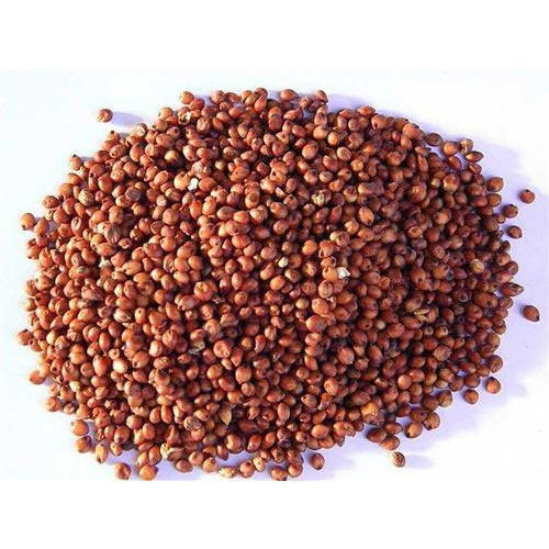 White and red Sorghum Sellers exporters