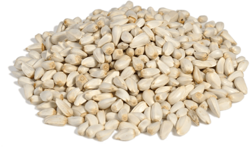 Safflower Seeds Exporters